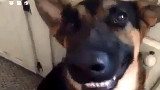 搞笑宠物【大家字幕组】